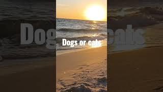 would you rather #dogsorcats #fypシ #chillmusic #fun #thinking #thebestchannel #pleasesubscribe