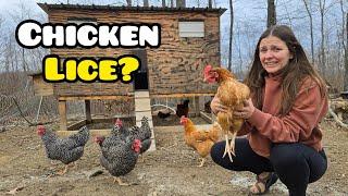 Our CHICKENS have MITES! OFF-GRID homestead