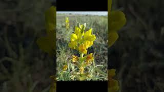 Flowers of our steppe.They are all unusual and magical.Please subscribe #america #usa #channel