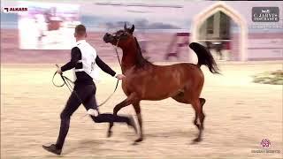 N.97 JOOD AL YACOUB - Doha International Arabian Horse Show 2024 - Fillies 2 Years Old Section B...