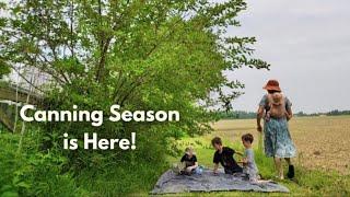 Large Family Homesteading ~ Mulberries, Jam, & Garden Tour