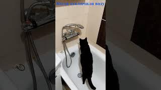 Кот когда отключили воду