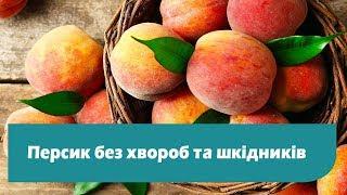 Обробка і захист персика від хвороб та шкідників