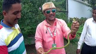 Green Pit Viper Venomous Snake Very Rare Specie Rescue From District Purulia West Bengal