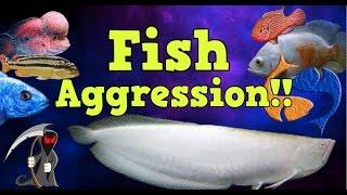 Fish Aggression! Why It Exists And How To Solve It! LIVE!! KGTropicals!
