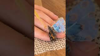 Unbelievable Rescue! Watch Her Save and Repair a Butterfly’s Wing!  #arts #rescue #butterfly #craft