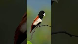 Tricolor Munia (Lonchura malacca) vibing with #YimmyYimmy #birds #music #dance