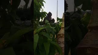 Monkey eating banana so lovely
