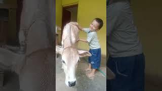 baanke bihari ji ki jai
