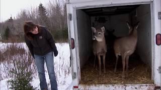 Releasing 14 White-tail Deer back into the wild - Hope for Wildlife: The Webisodes