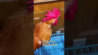 # Cute pet # Rooster # You are too beautiful # Animal confusing behavior # Daily record of cute pet