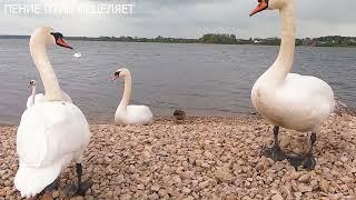 ПЕНИЕ КАМЫШОВКИ НА ОЗЕРЕ С ПЛАВАЮЩИМИ ЛЕБЕДЯМИ.ПЛЕСК ВОЛН УСПОКАИВАЕТ И УМИРОТВОРЯЕТ.