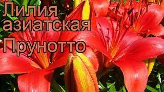 Лилия азиатская Прунотто (lilium asiatic prunotto)  обзор: как сажать, луковицы лилии Прунотто