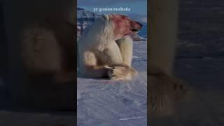 Mind blowing facts about bears #facts #animals #wildlife #shortfeed #bear