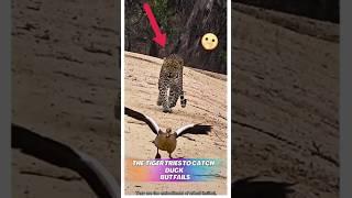 tiger Attack#shorts #youtubeshorts #trending