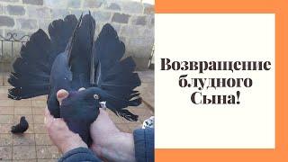 Николаевские Голуби Донбасса! - Не прошло и 3 дня - вернулся Жук в родную гавань!