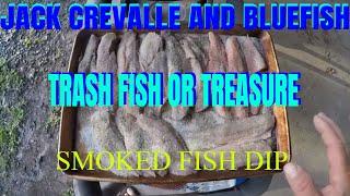 BLUE FISH AND JACK CREVALLE TRASH FISH OR TREASURE