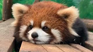 Red Panda With Overloaded Cuteness