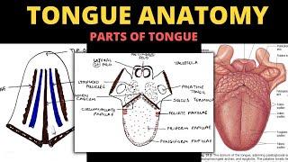 Tongue Anatomy | Parts of Tongue | Head & Neck