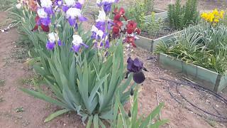 Tall bearded iris