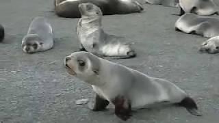 Забавные морские котики / Funny seals