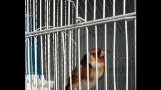 European Goldfinch with odd song (Carduelis carduelis)