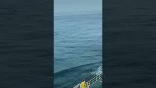 The Most beautiful dolphin in the world swimming alongside a Tanker ship in the mid-Atlantic Ocean