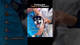 Ranking Best Dog At Vet Moments