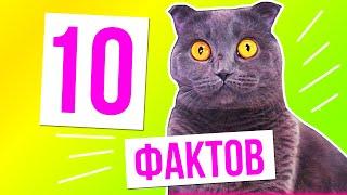 10 ФАКТОВ О КОШЕЧКЕ БАТТЕРС | 3 ЧАСТЬ