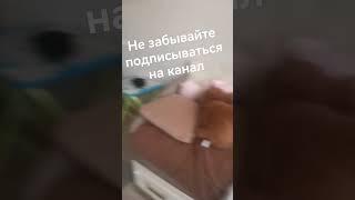 Бардача в комнате