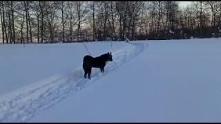 Кобель РЕЛ от (Рой+Ника) живет в Кемерово.