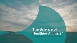 MSD Animal Health Corporate