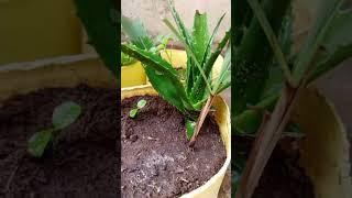 "Watering Seedlings in Recycled Plastic Containers #gardening #plants #home #garden #nature