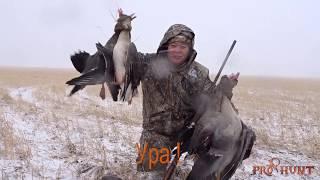 Охота на гуся в Казахстане - Goose hunting in Kazakhstan