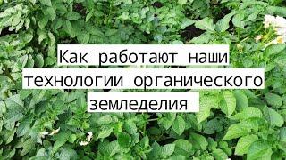 Живая почва Плодородие почвы Здоровый урожай