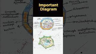 Class 9th Biology Ch 1  important diagram#shorts #ytshorts #trending #biology