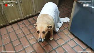 Secret Life of Animals Caught on Camera  Funniest ANIMAL Videos