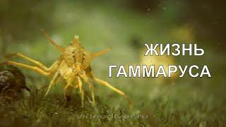 GAMMARUS LIFE ЖИЗНЬ ГАММАРУСА