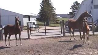 Horse Behavior: Play Behavior