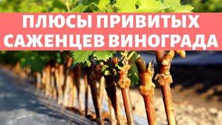 САЖЕНЦЫ ВИНОГРАДА -  ЛУЧШИЕ ТОЛЬКО ПРИВИТЫЕ !!! Меняй своё сознание! Не дай себя обмануть болтунам!