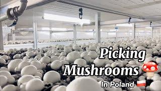 Gusto nyu bang maging isa sa mga mushroom Pickers sa Poland   ? Apply na! 