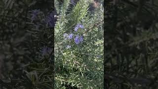 "Rosemary in Full Bloom: Stunning Garden Ideas for Springtime" #shorts