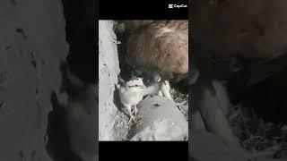 HEN CHICKS #SHORTS  |AFAQ BUKHARI