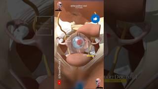 8 Week Fetus And Mother 3D.  #pregnancy