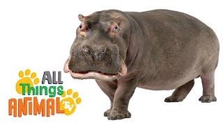 * HIPPO * | Animals For Kids | All Things Animal TV