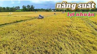 thu thoạch lúa OM18 NĂNG SUẤT LỢI NHUẬN CHI PHÍ ĐẦU TƯ l Thanhdotv
