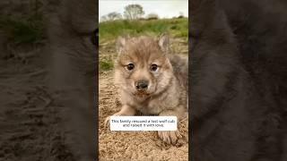 This family rescued a lost wolf cub and raised it with love. #animalshorts #shortvideo