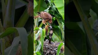 Brave Mother Hawk Protects Her Chick from a Venomous Snake p21