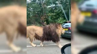 Huge Barbary Lion Walking On The Road #shorts