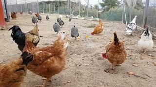 Chickens,Guinea fowl and Royal palm turkeys - Freddy Farm